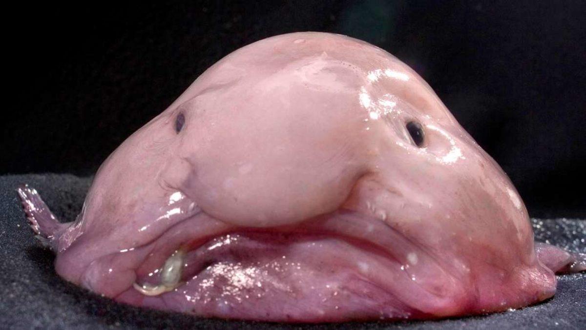 Tüm Zamanların En Çirkin Hayvanı Seçilen ‘Blobfish’ Hakkında Fena Kandırılmışız!