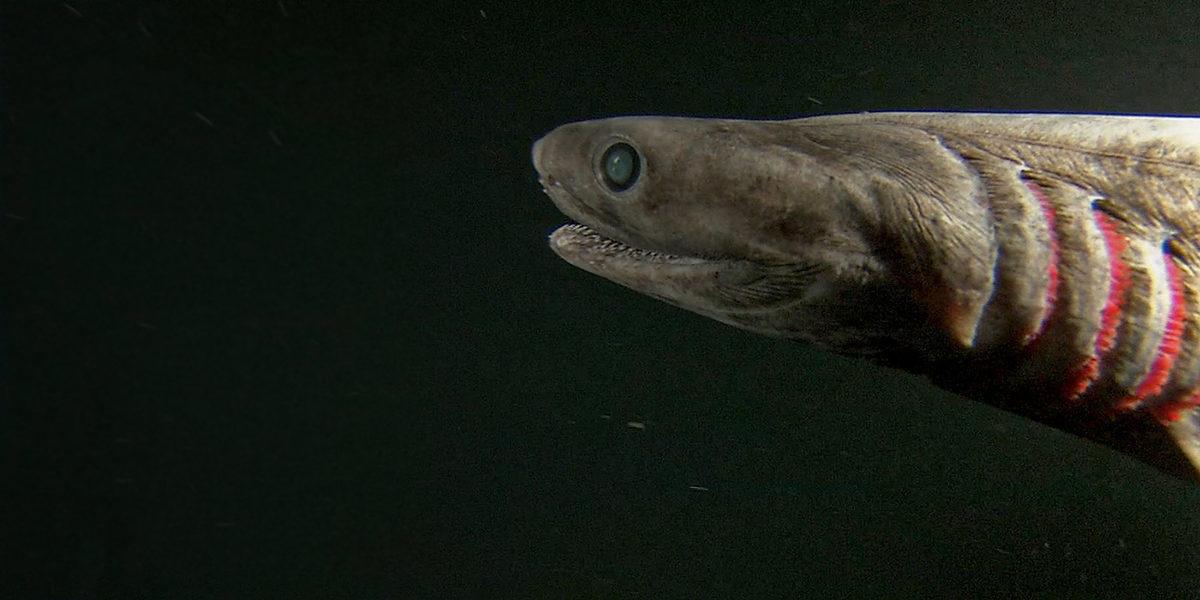 Yaşayan Fosil Tadında Ürkünç Köpek Balıkları!