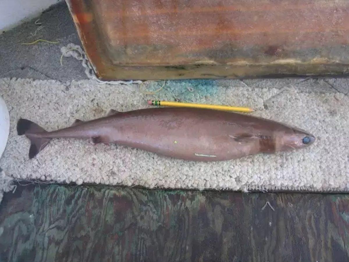 Yaşayan Fosil Tadında Ürkünç Köpek Balıkları!