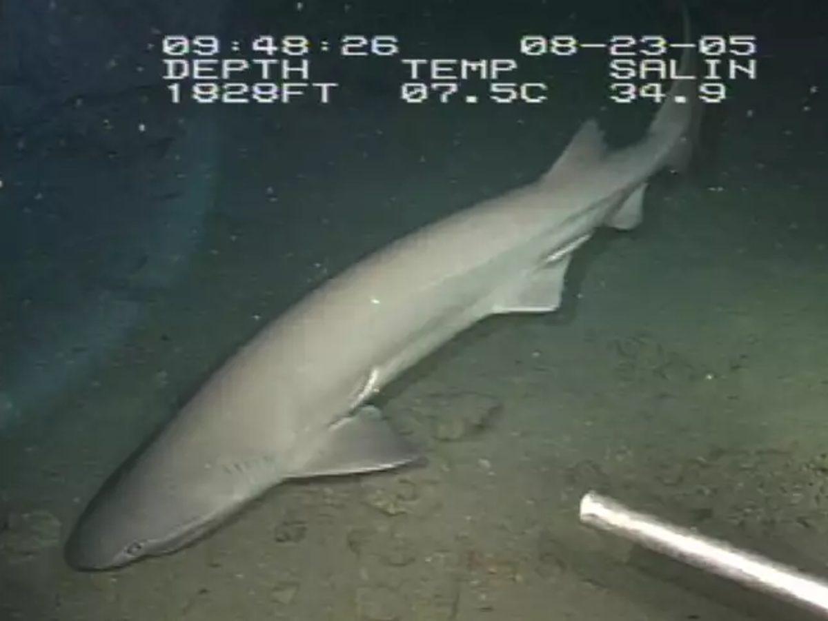 Yaşayan Fosil Tadında Ürkünç Köpek Balıkları!