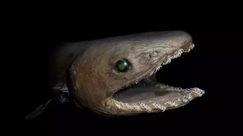 Yaşayan Fosil Tadında Ürkünç Köpek Balıkları!