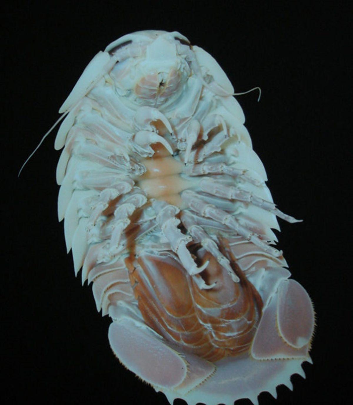 İşte Karşınızda 10 Korkunç Deniz Canlısı!