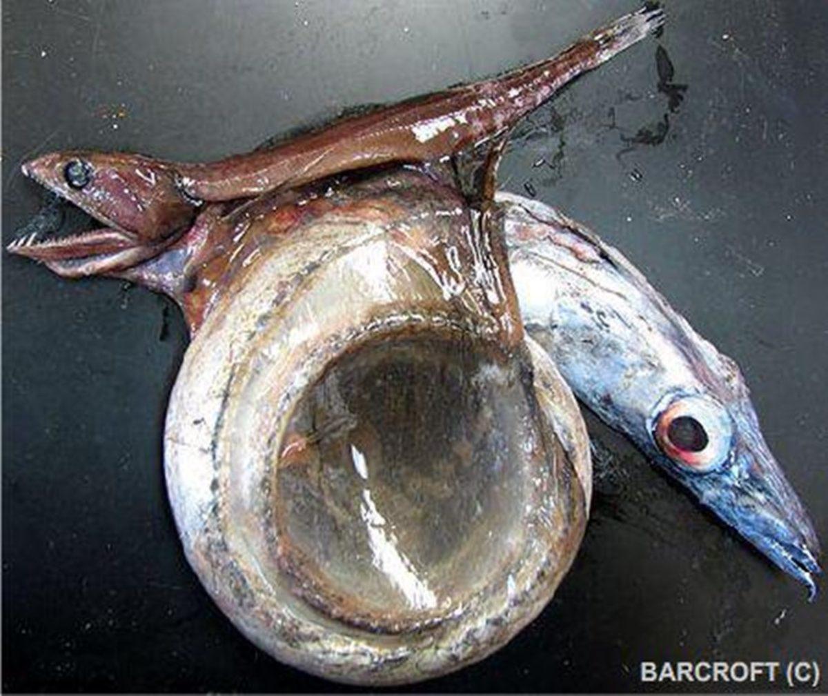 İşte Karşınızda 10 Korkunç Deniz Canlısı!