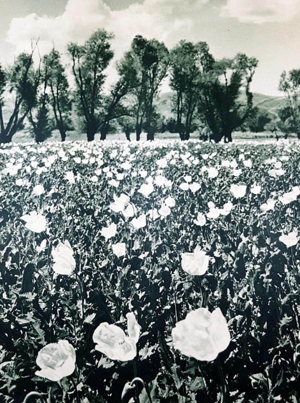 Atatürk’ün Türkiye’yi Dünyaya Tanıtmak İçin 1936 Yılında Çektirdiği 20 Fotoğraf