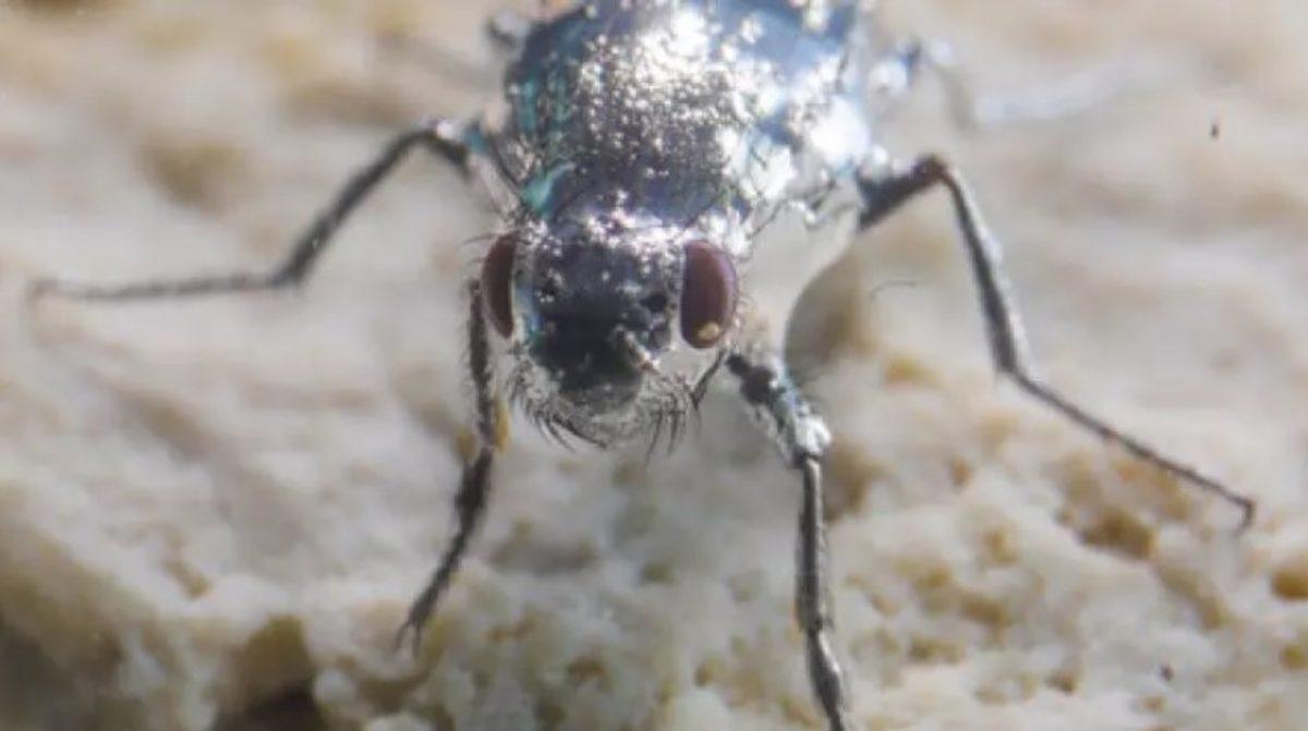 Hem Yüzen, Hem Uçan Hem de Yürüyen Canlı: Alkali Sinekler