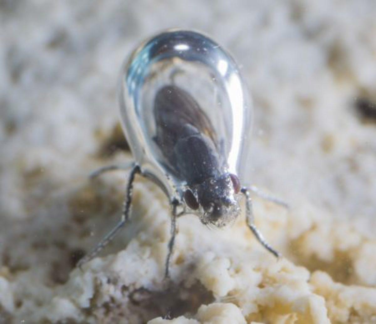 Hem Yüzen, Hem Uçan Hem de Yürüyen Canlı: Alkali Sinekler