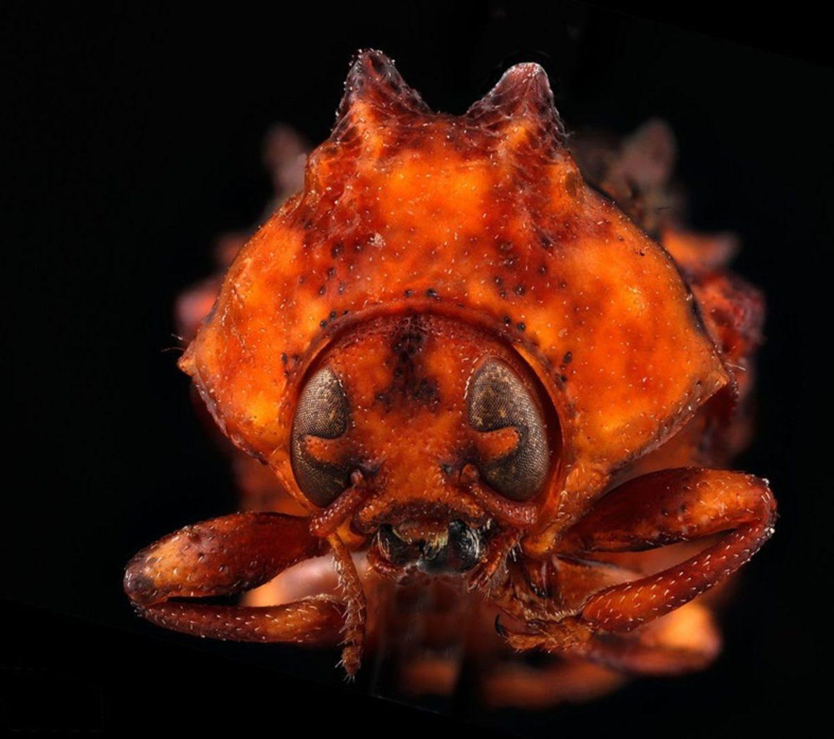 Böceklere Bakış Açımızı Değiştirebilecek Nitelikte 9 Güzel Böcek!