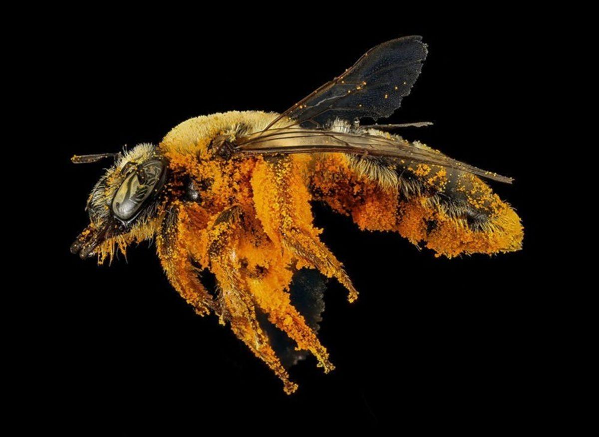 Böceklere Bakış Açımızı Değiştirebilecek Nitelikte 9 Güzel Böcek!