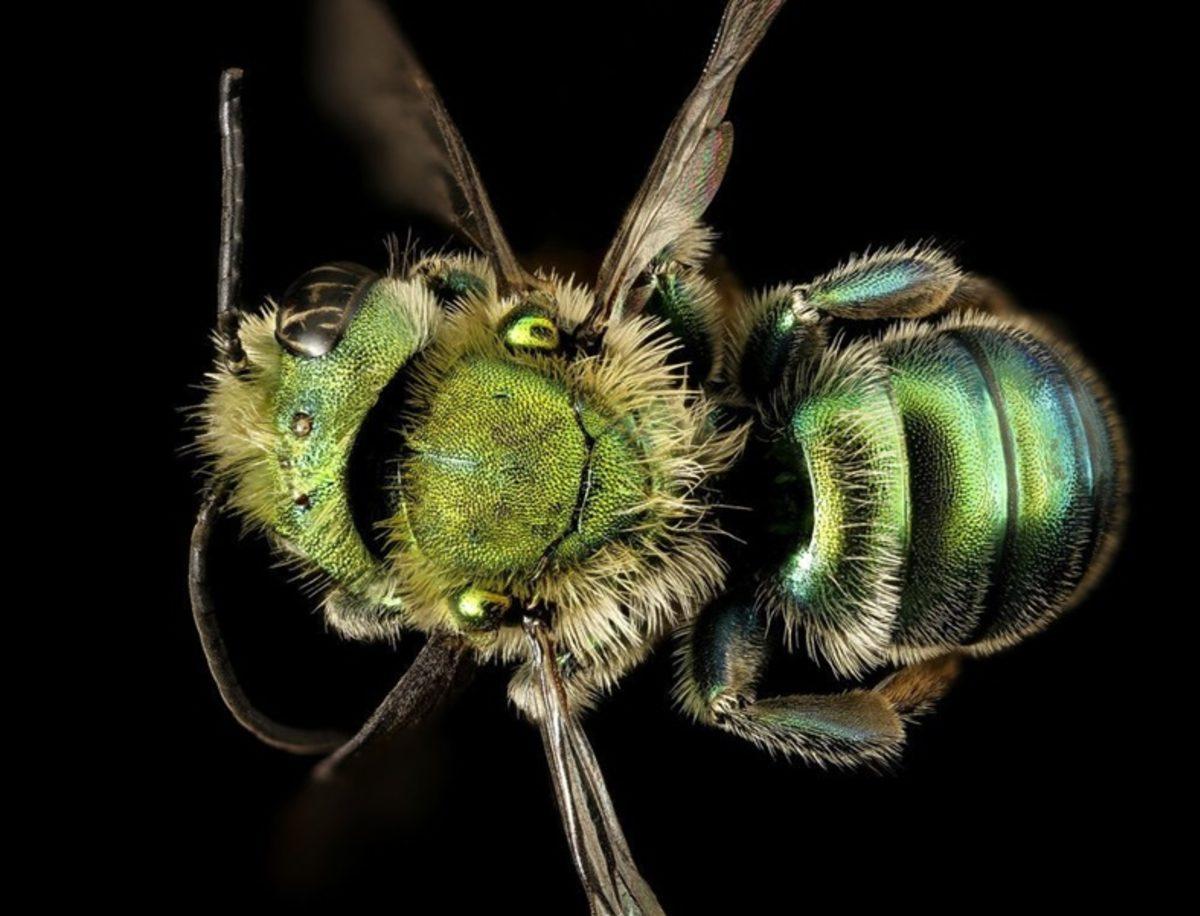 Böceklere Bakış Açımızı Değiştirebilecek Nitelikte 9 Güzel Böcek!