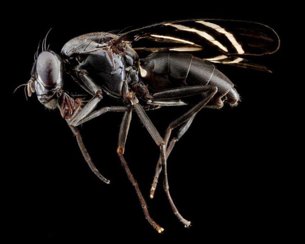 Böceklere Bakış Açımızı Değiştirebilecek Nitelikte 9 Güzel Böcek!