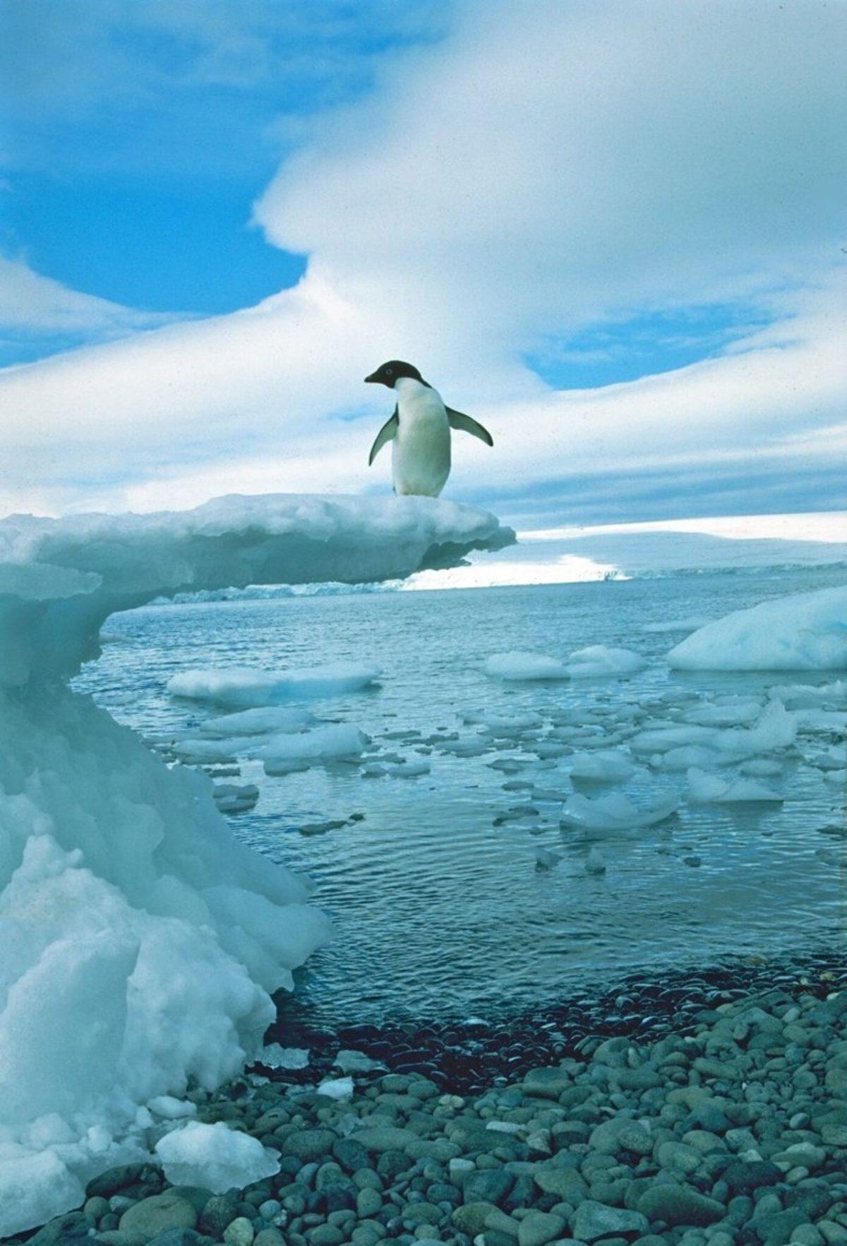 Dünya Penguen Günü’nde Bilim İnsanlarından Penguenleri Koruyun Çağrısı!