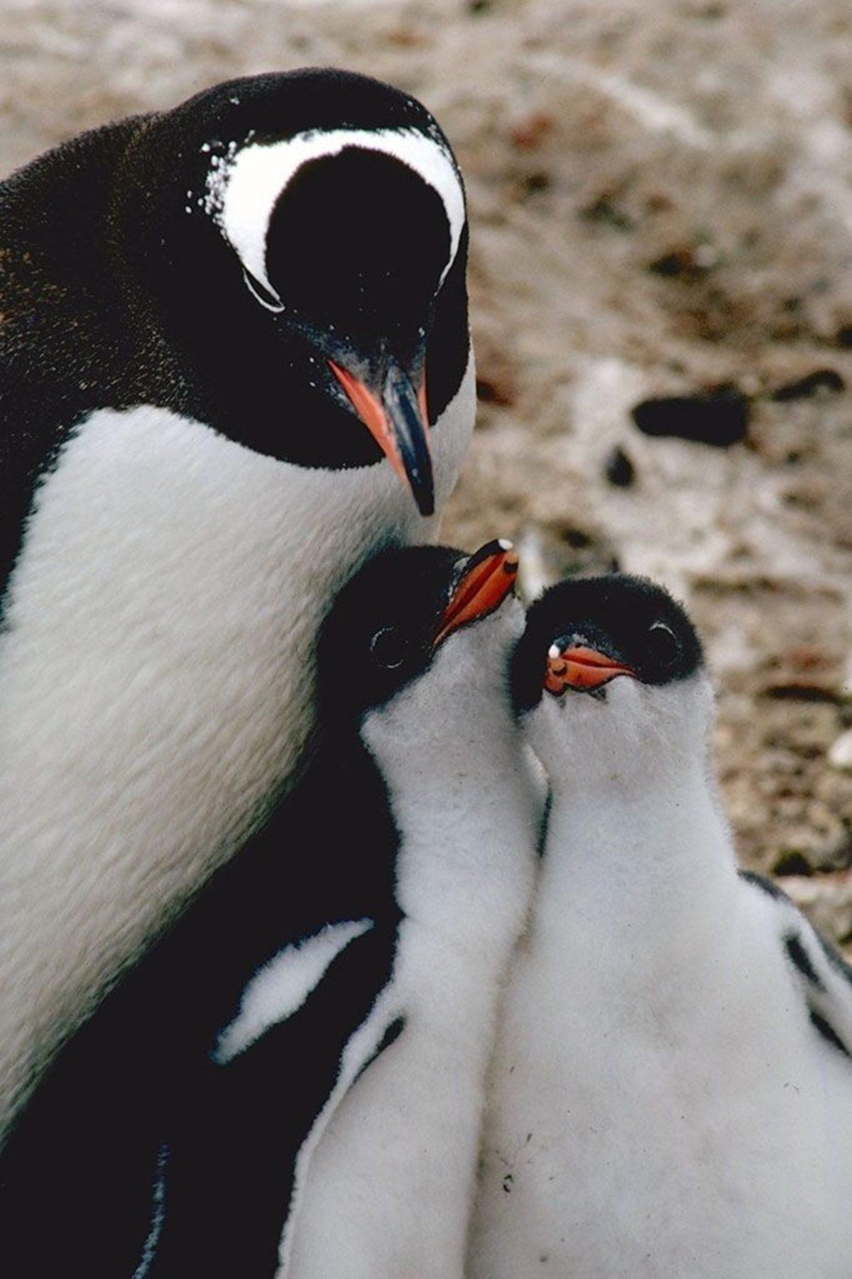 Dünya Penguen Günü’nde Bilim İnsanlarından Penguenleri Koruyun Çağrısı!