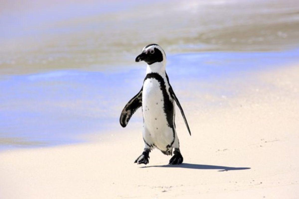 Dünya Penguen Günü’nde Bilim İnsanlarından Penguenleri Koruyun Çağrısı!