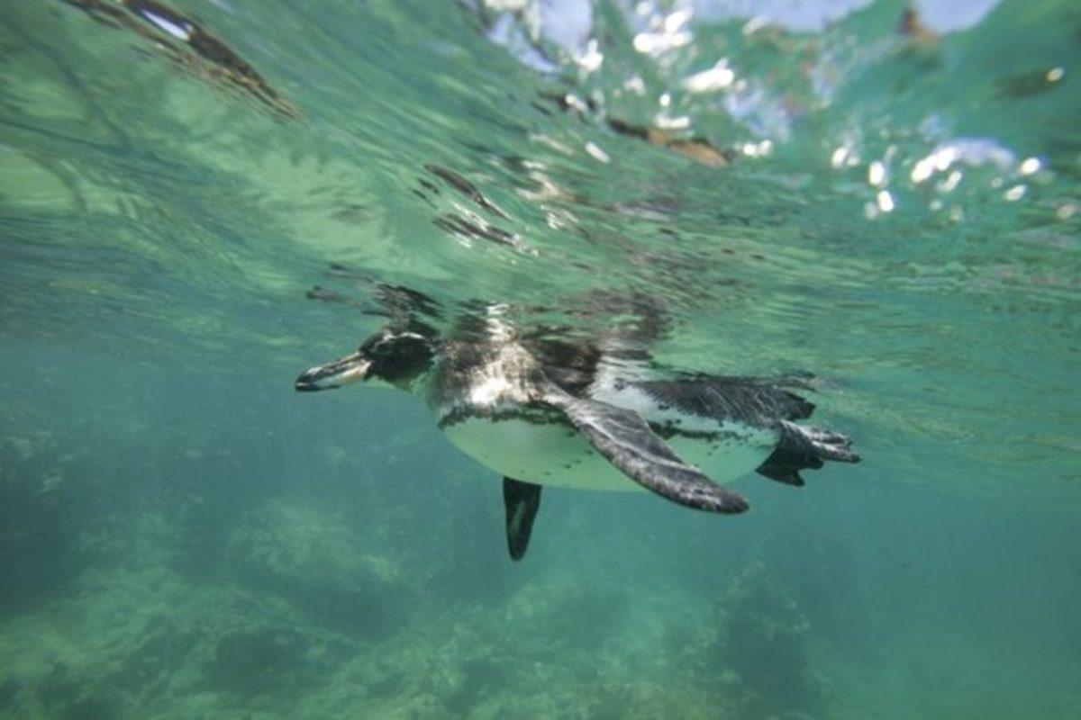 Dünya Penguen Günü’nde Bilim İnsanlarından Penguenleri Koruyun Çağrısı!