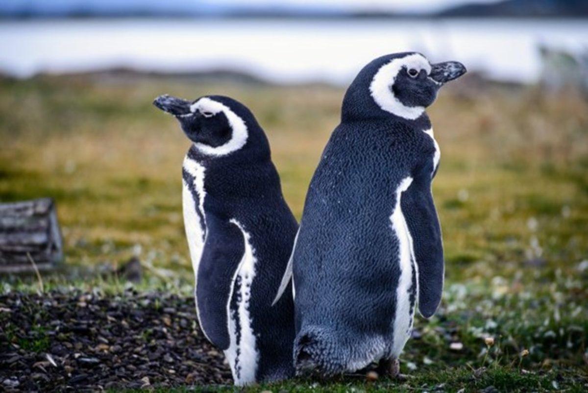 Dünya Penguen Günü’nde Bilim İnsanlarından Penguenleri Koruyun Çağrısı!
