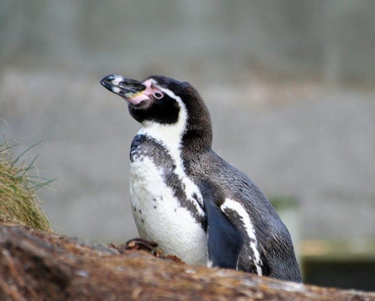 Dünya Penguen Günü’nde Bilim İnsanlarından Penguenleri Koruyun Çağrısı!