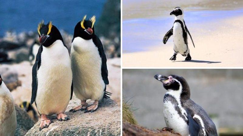 Dünya Penguen Günü’nde Bilim İnsanlarından Penguenleri Koruyun Çağrısı!