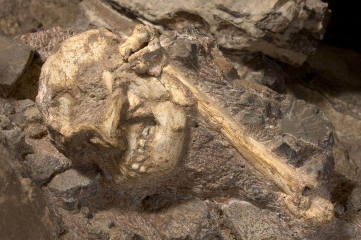 Boyutlarıyla Şaşırtan, 3.67 Milyon Yaşındaki Eksiksiz İnsan Fosiliyle Tanışın!