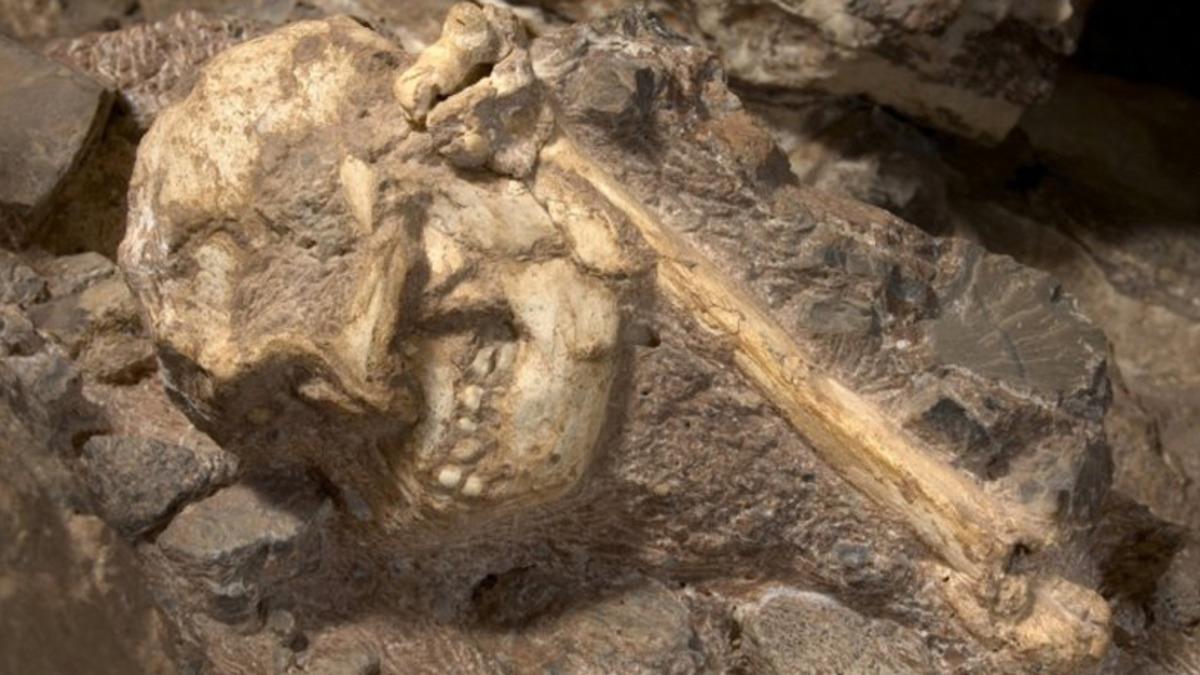 Boyutlarıyla Şaşırtan, 3.67 Milyon Yaşındaki Eksiksiz İnsan Fosiliyle Tanışın!