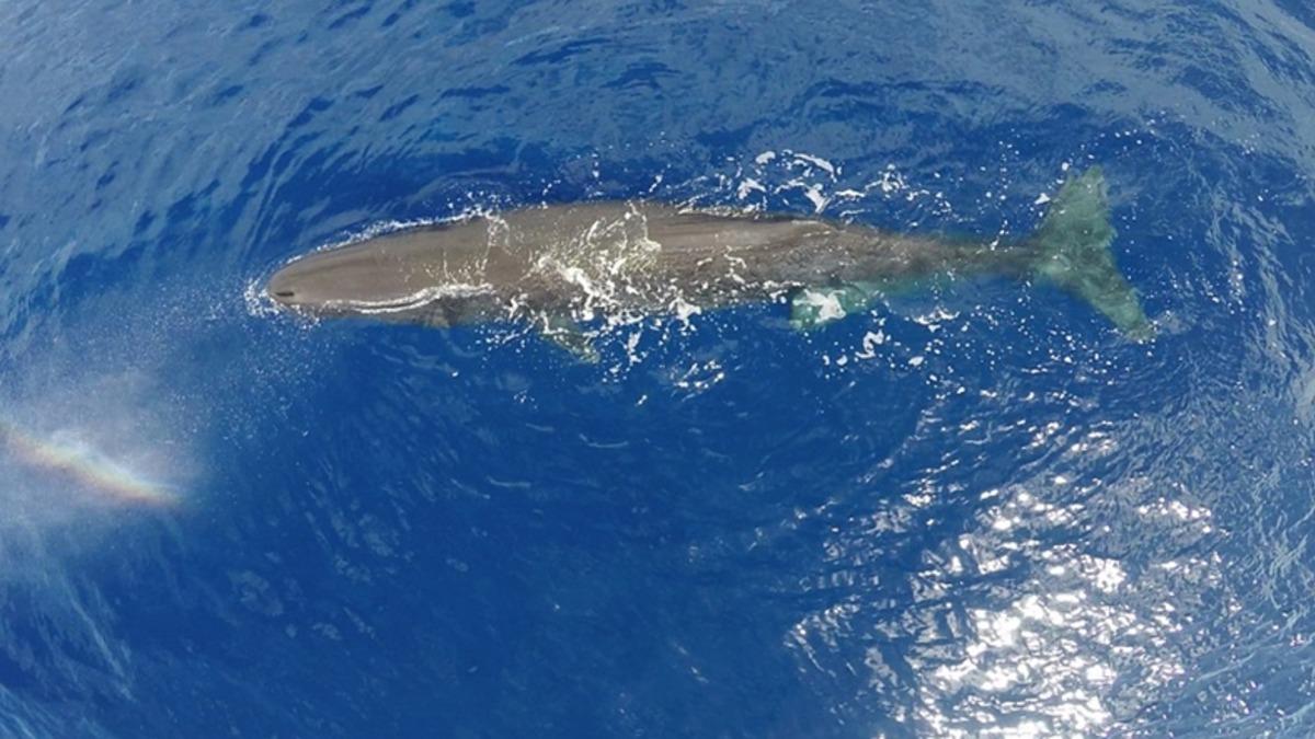 Kanada’da Olduğu Gibi Korunarak Sergilenen 270 Kilo Ağırlığındaki Dev Balina Kalbi!