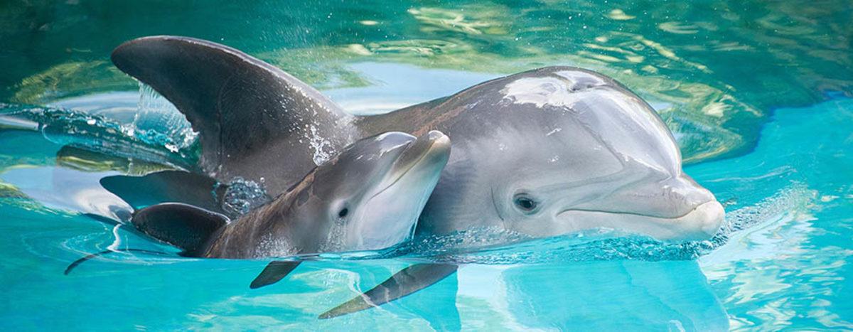 Mucizevi Cevaplarıyla: Hayvanlar Su Altında Nasıl Çiftleşirler?