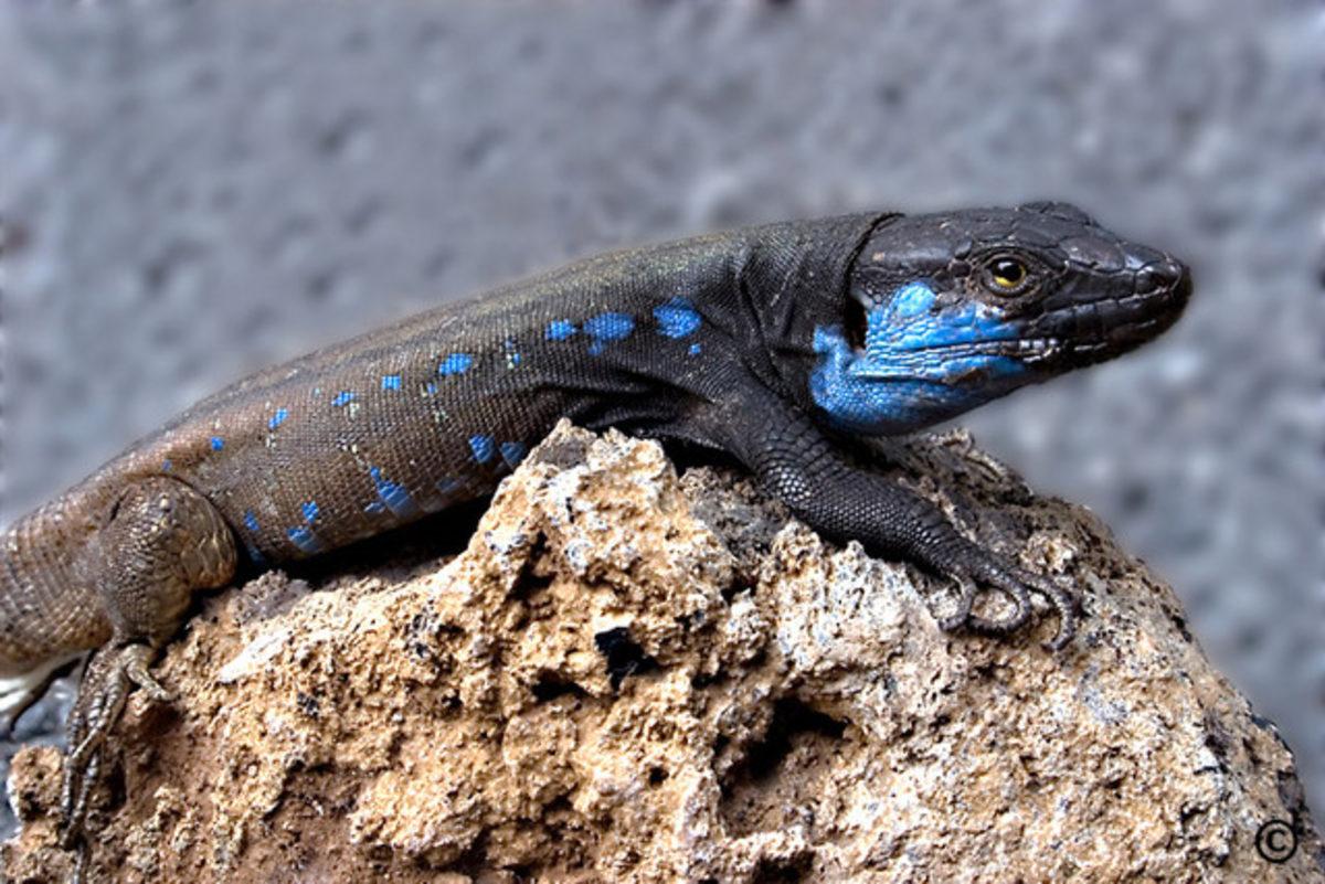 Soyu Tükendiği Düşünülürken Kameralara Yakalanmış 10 Hayvan