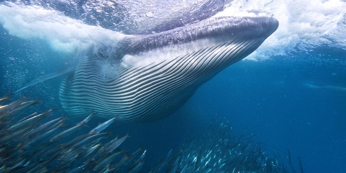 Soyu Tükendiği Düşünülürken Kameralara Yakalanmış 10 Hayvan