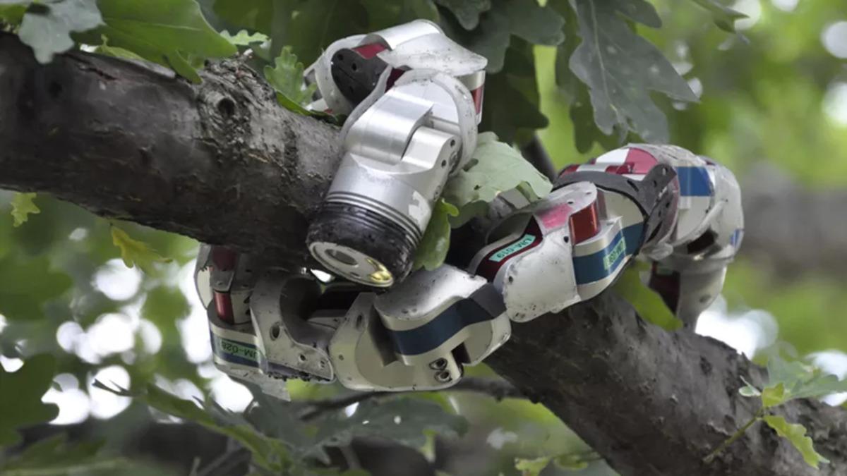 Doğanın İnsan Eliyle Taklidi: Robot Üretimine İlham Kaynağı Olan Hayvanlar!