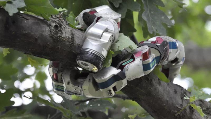 Doğanın İnsan Eliyle Taklidi: Robot Üretimine İlham Kaynağı Olan Hayvanlar!