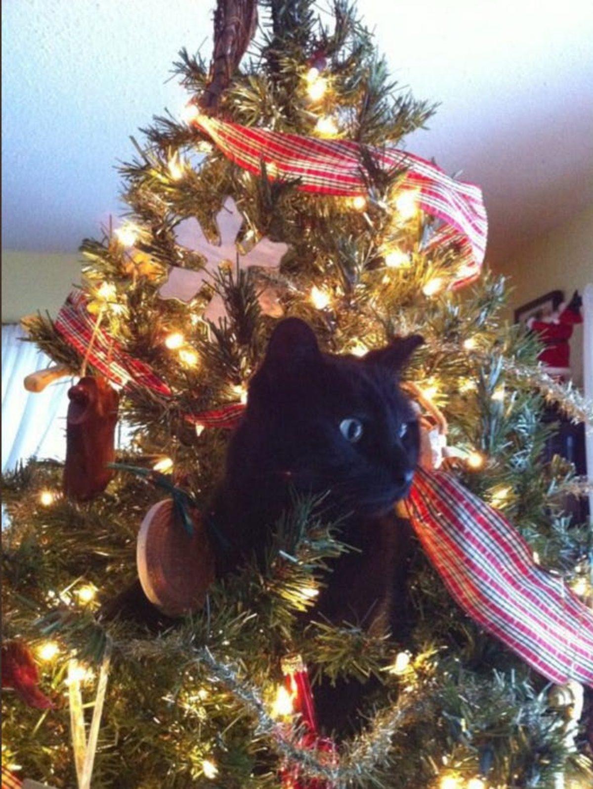 Bilim Açıklıyor: Kediler, Yılbaşı Ağaçlarına Neden Saldırıyorlar?