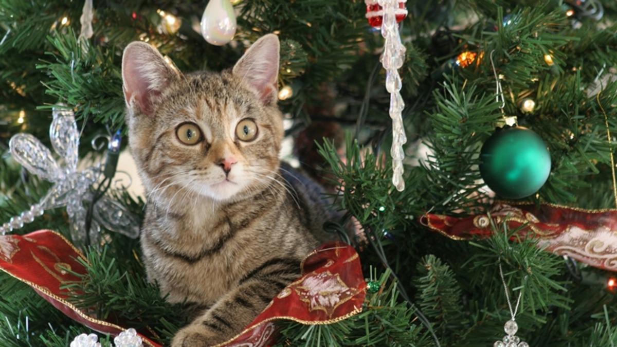 Bilim Açıklıyor: Kediler, Yılbaşı Ağaçlarına Neden Saldırıyorlar?