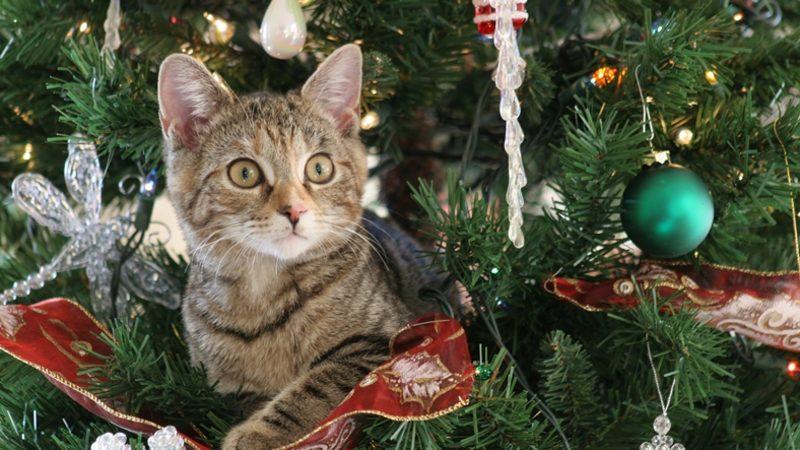 Bilim Açıklıyor: Kediler, Yılbaşı Ağaçlarına Neden Saldırıyorlar?